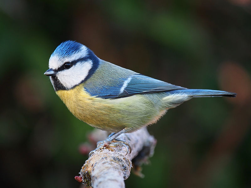 Black-capped Chickadee
